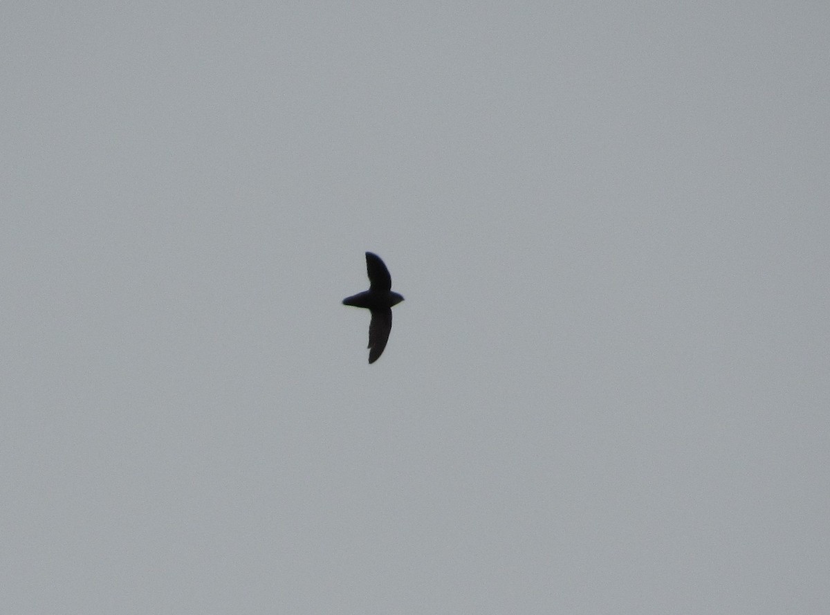 Chimney Swift - ML195193011