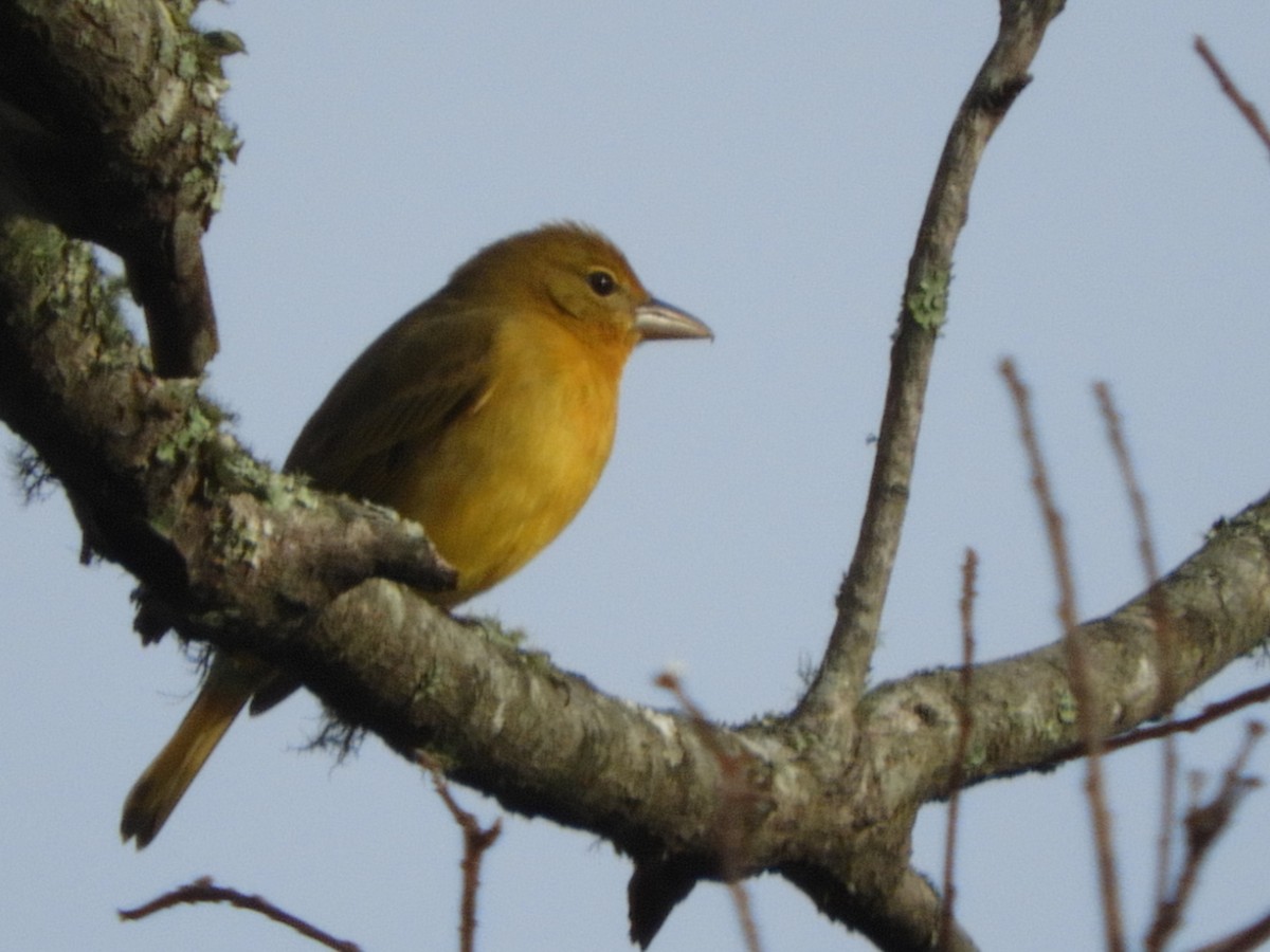 Summer Tanager - ML195193851