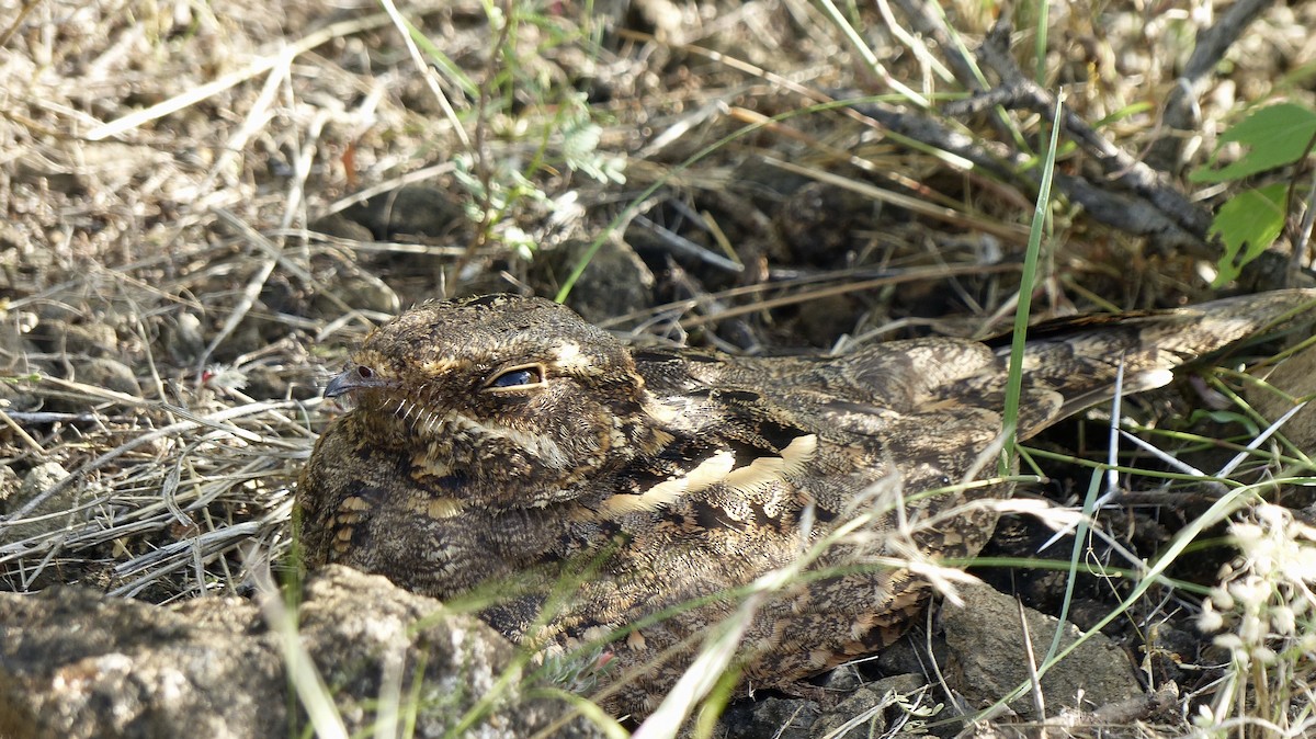 Sombre Nightjar - Deven Kammerichs-Berke