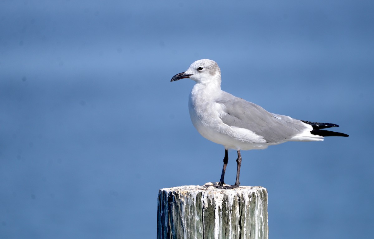 Laughing Gull - Oliver Patrick