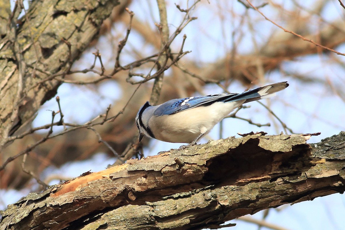 Blue Jay - ML195196151