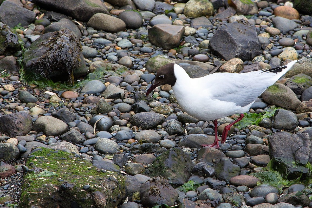 Brown-hooded Gull - Leonel Melvern
