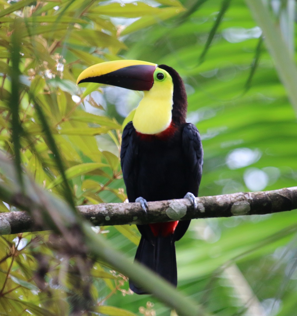 Yellow-throated Toucan (Chestnut-mandibled) - ML195201291