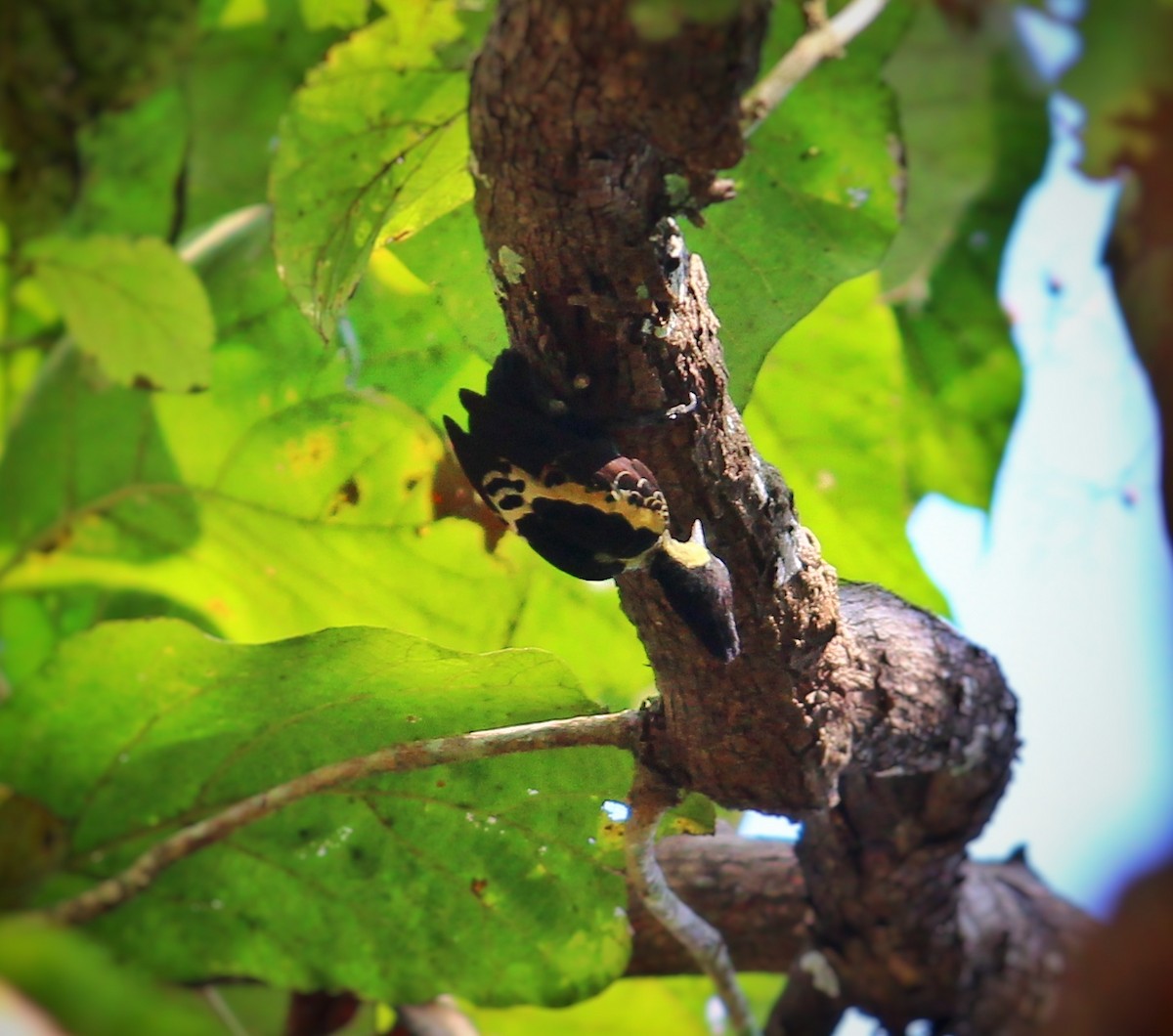 Heart-spotted Woodpecker - ML195201821