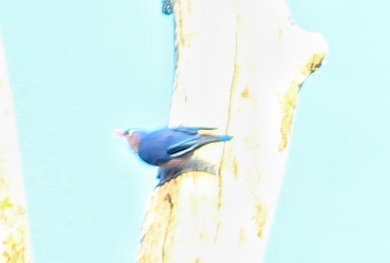 Velvet-fronted Nuthatch - Shreyan M L