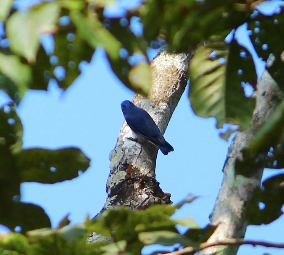 Velvet-fronted Nuthatch - Shreyan M L