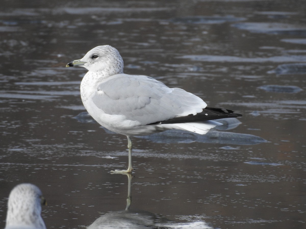 Ring-billed Gull - ML195204001