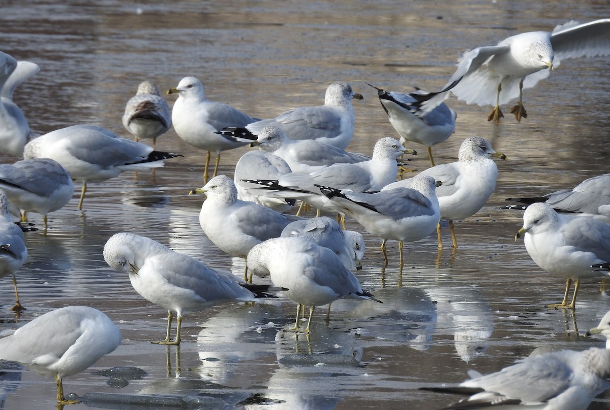 Ring-billed Gull - ML195204021