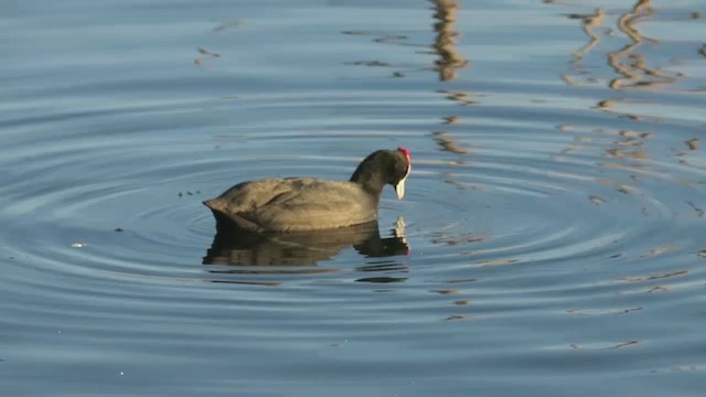 Red-knobbed Coot - ML195204891