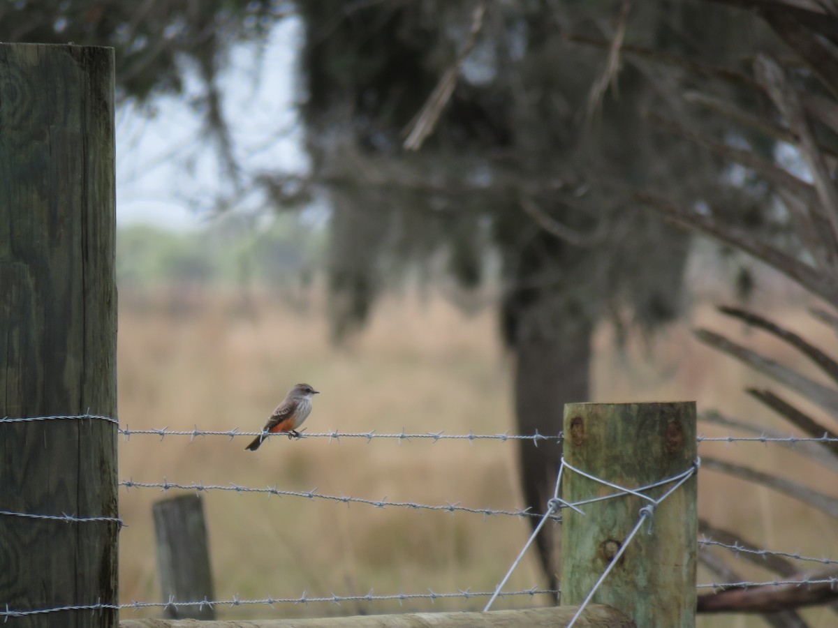 Vermilion Flycatcher - Catie Welch