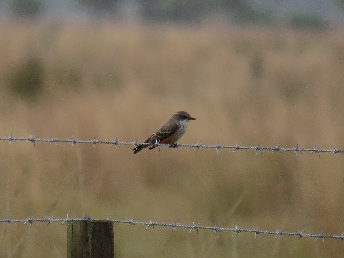 Vermilion Flycatcher - Catie Welch