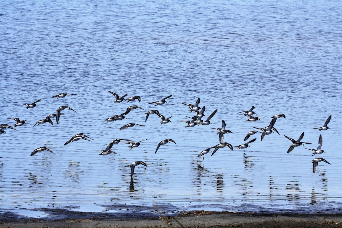 Dunlin - ML195207011