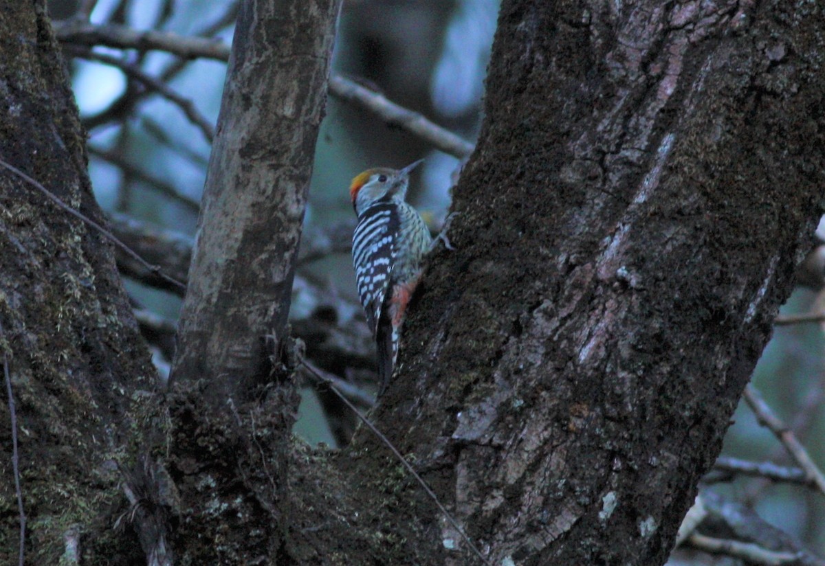Brown-fronted Woodpecker - ML195207041