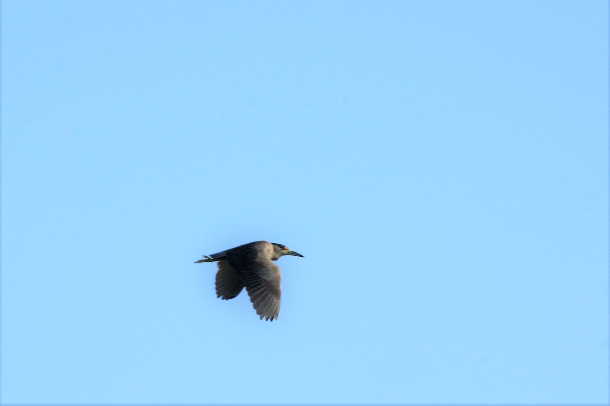 Black-crowned Night Heron - ML195207341