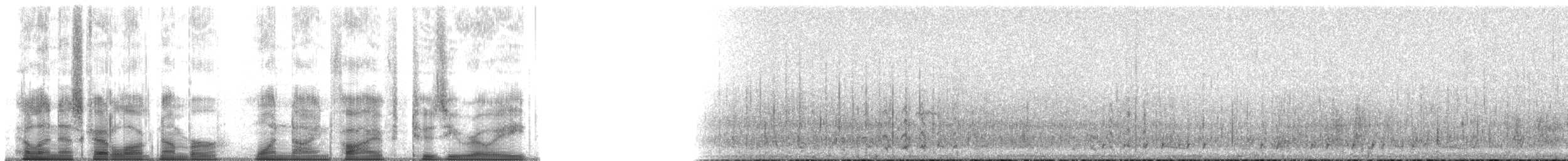 Surf Scoter - ML195208