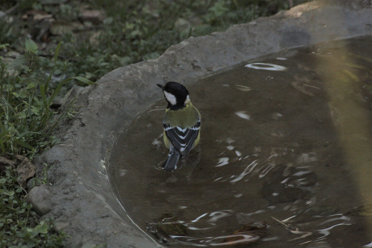 Green-backed Tit - ML195208141