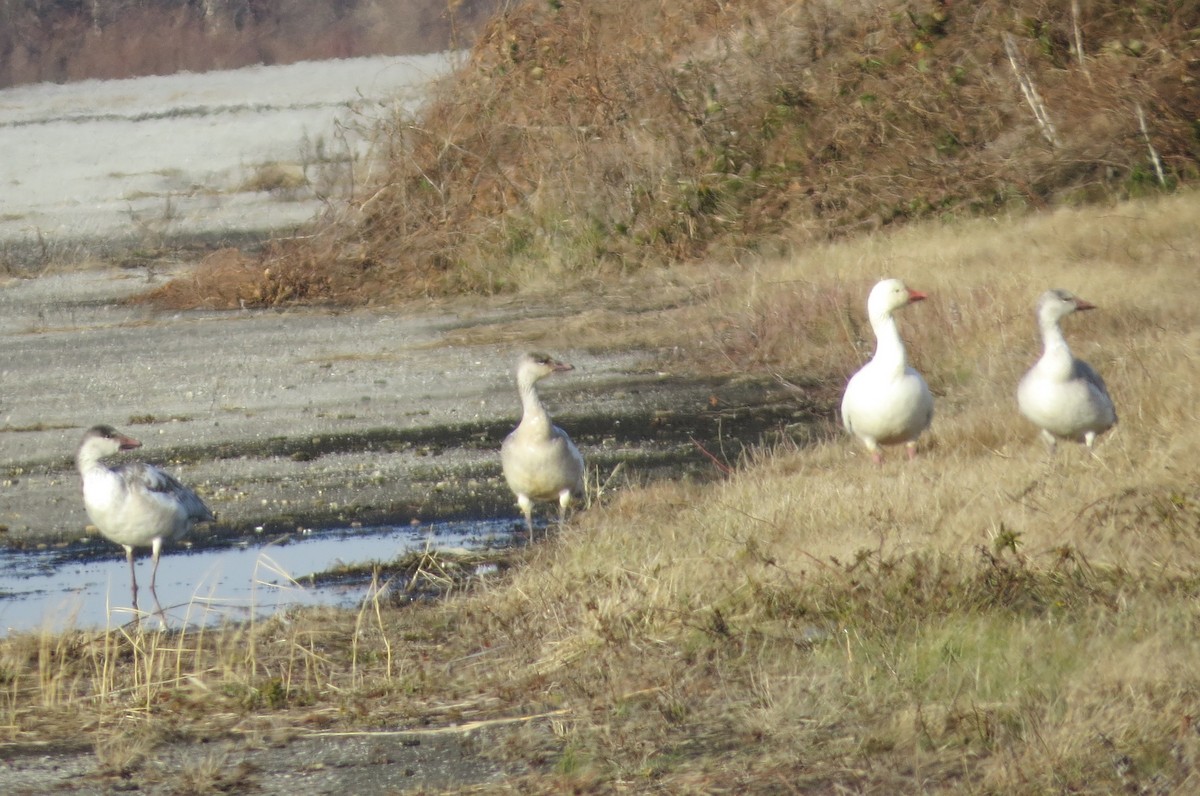 Snow Goose - ML195210181