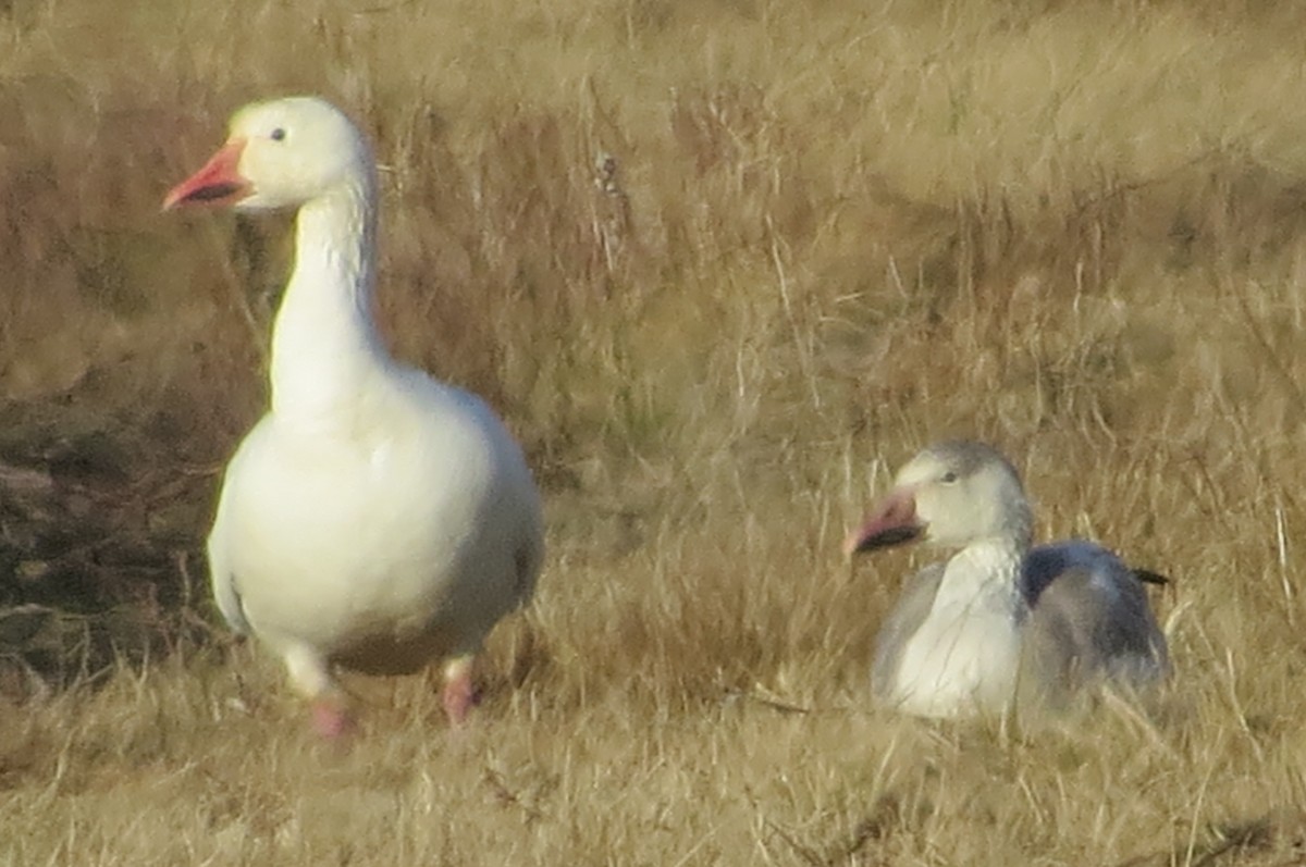 Snow Goose - ML195210191