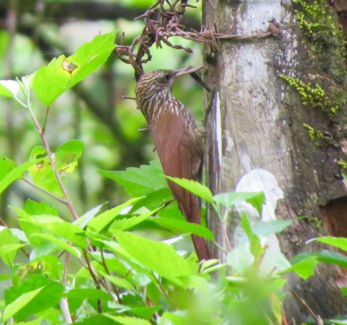 Streak-headed Woodcreeper - ML195210251