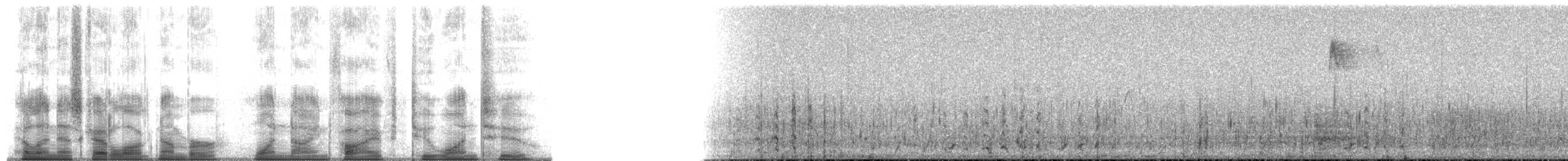 Surf Scoter - ML195212