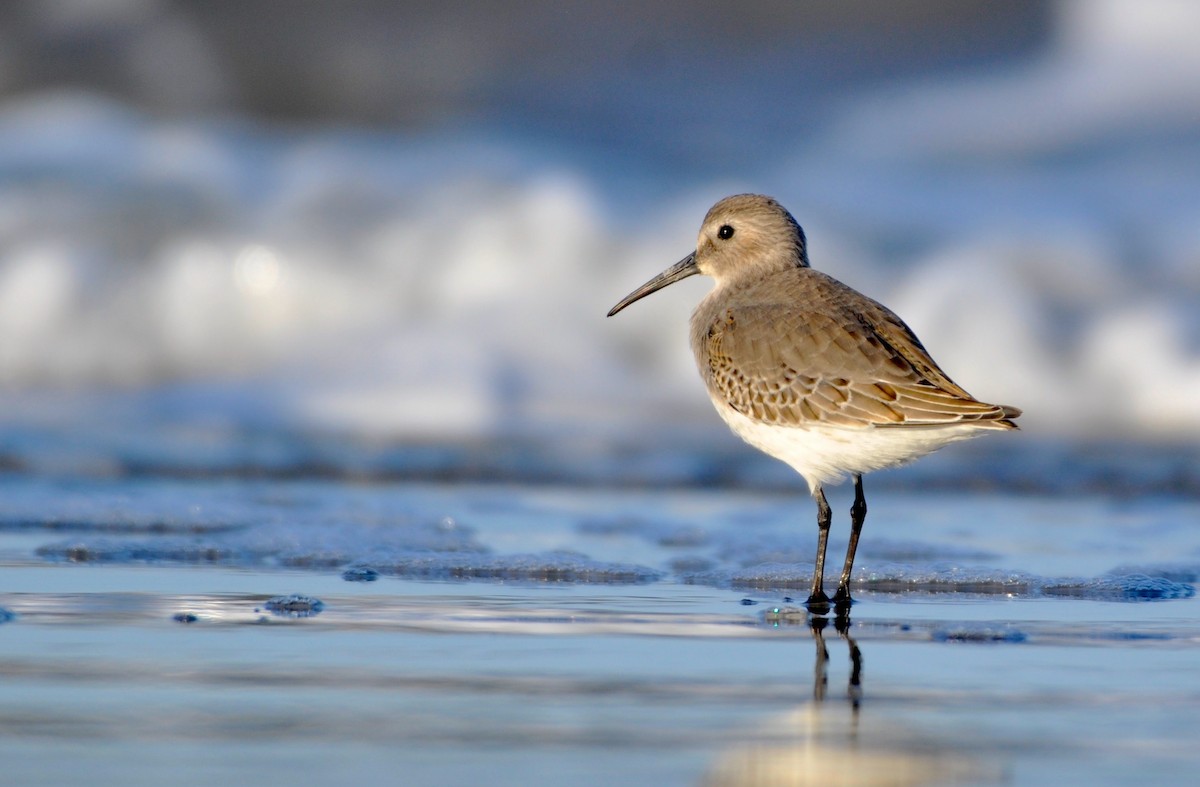 Dunlin - Oliver Patrick