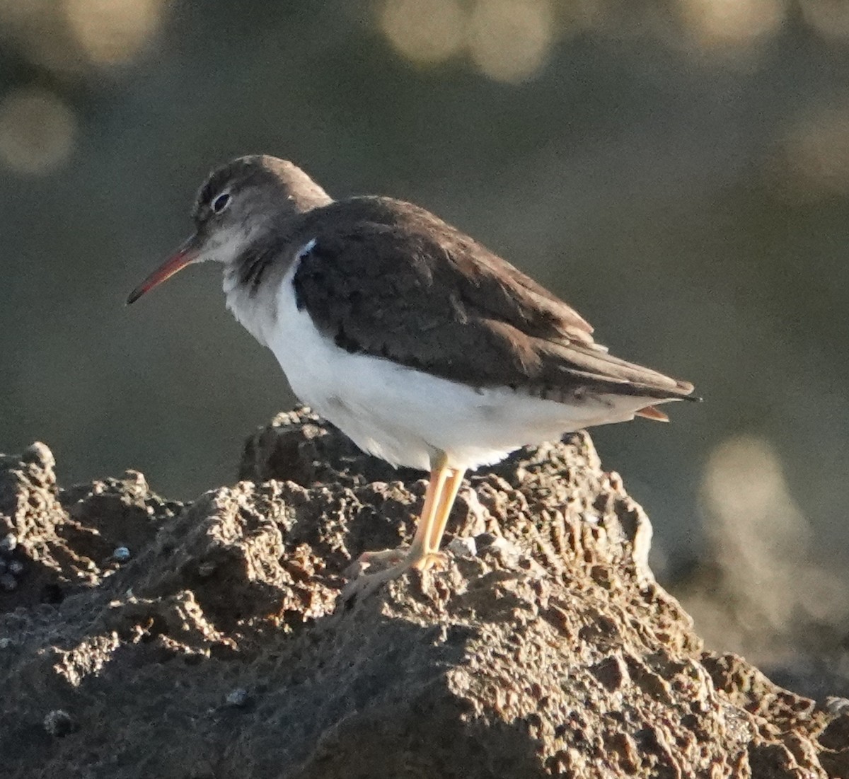 Spotted Sandpiper - Phil Bartley