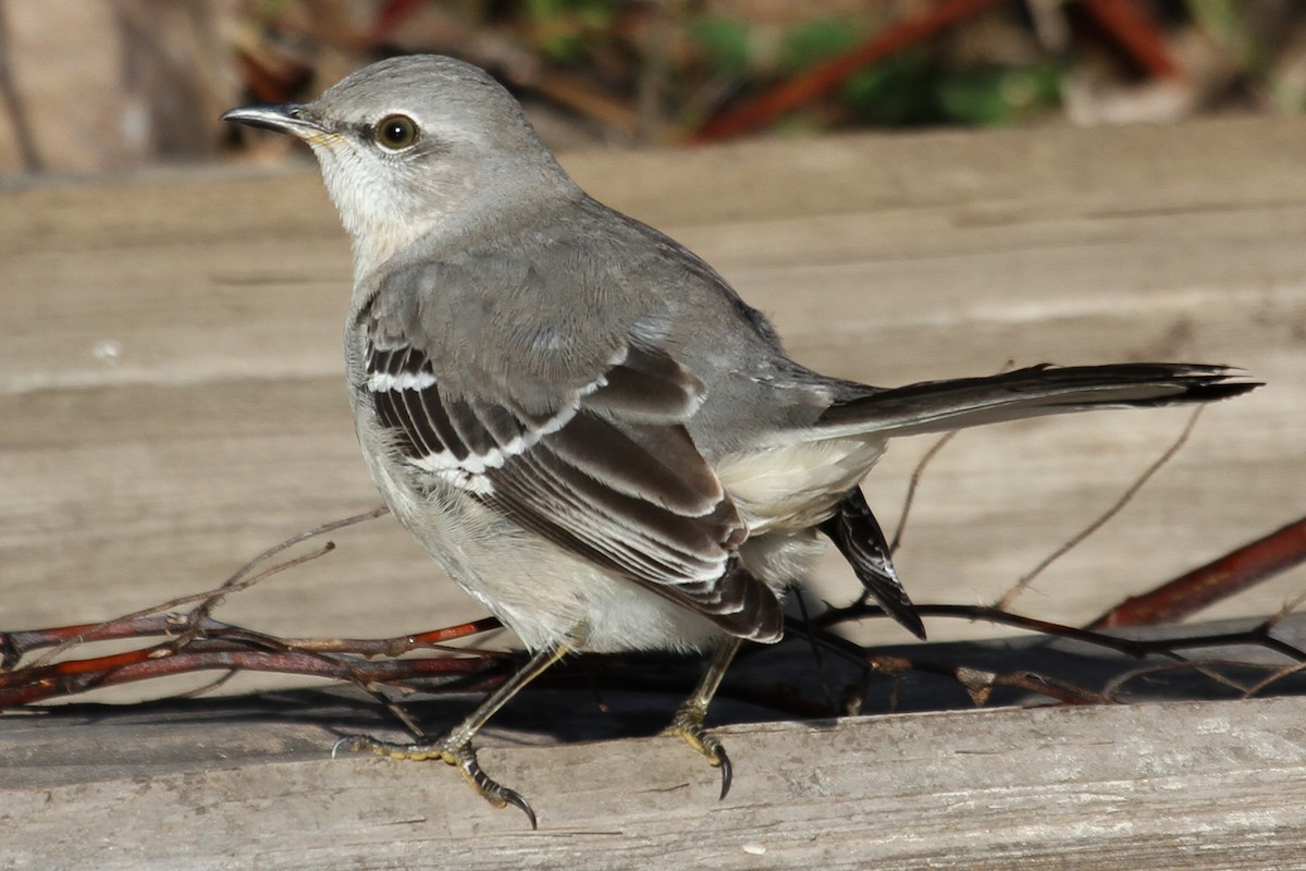 Northern Mockingbird - ML195216531