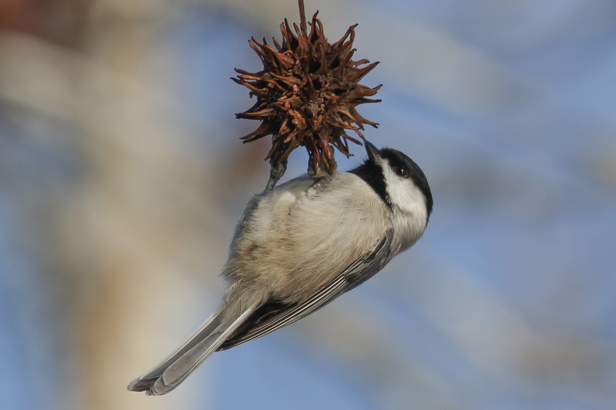 Carolina Chickadee - Kent Fiala