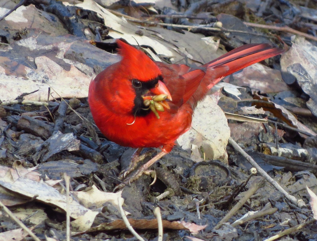 Красный кардинал - ML195218901