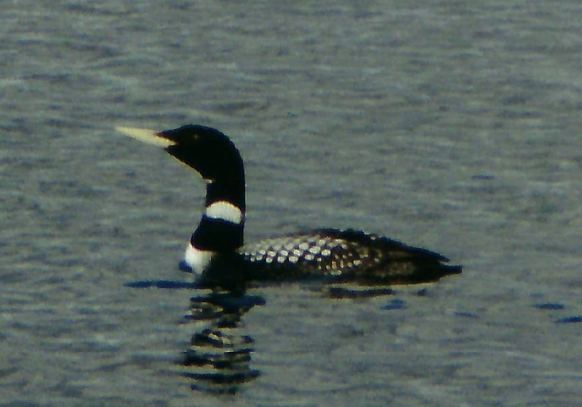 Yellow-billed Loon - ML195220411