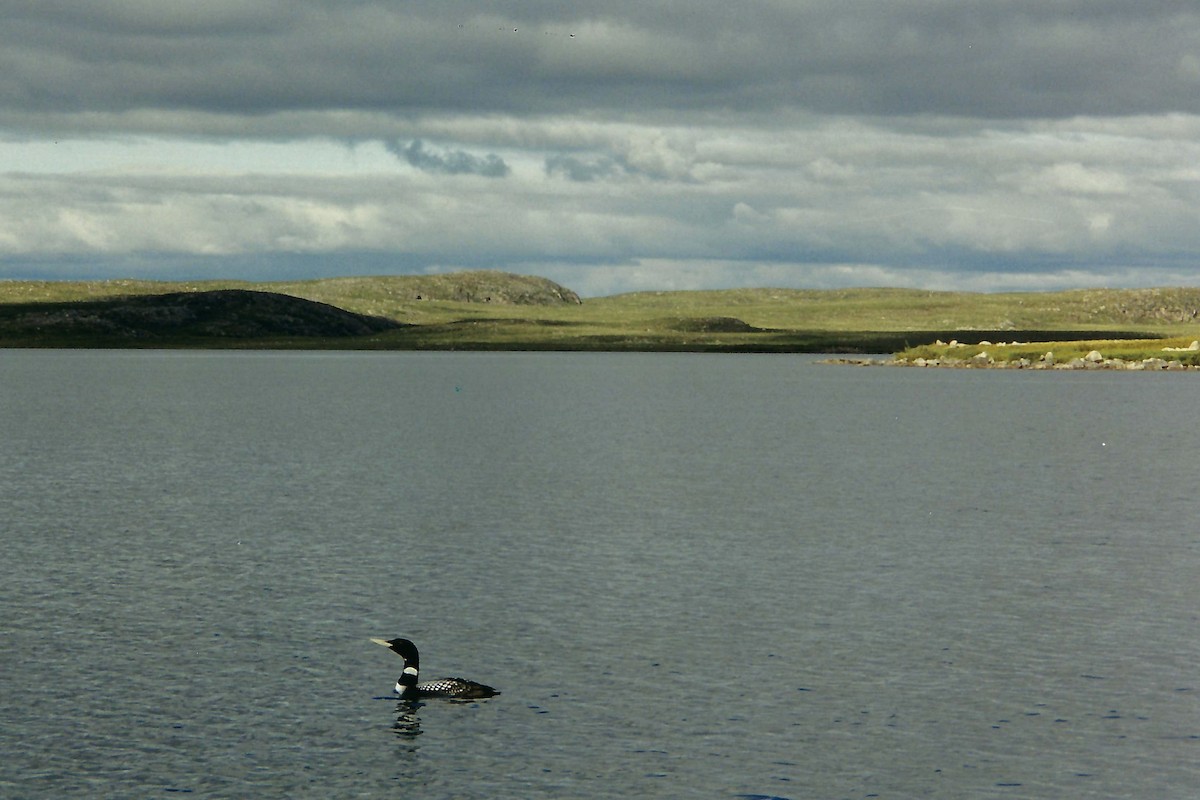 Yellow-billed Loon - ML195220421