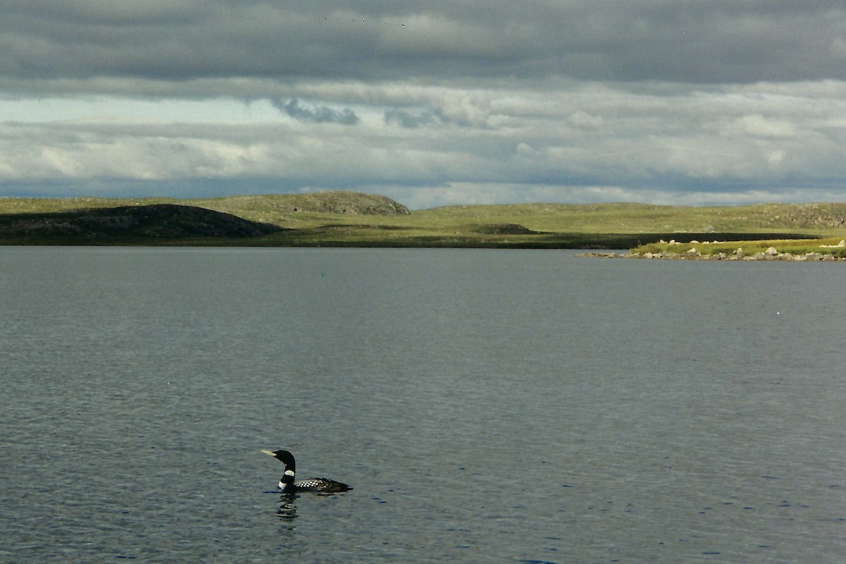 Yellow-billed Loon - ML195220421