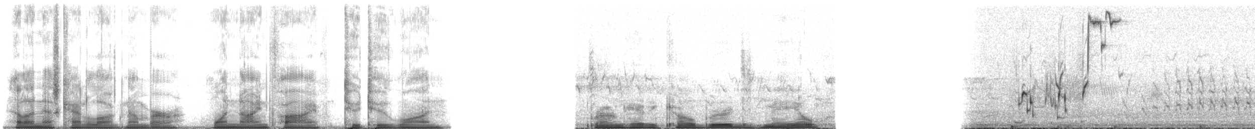 שחרורית חומת-ראש - ML195221