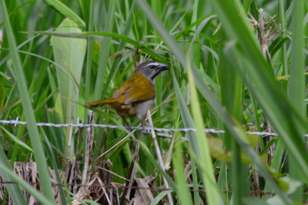 Buff-throated Saltator - Alex Sánchez