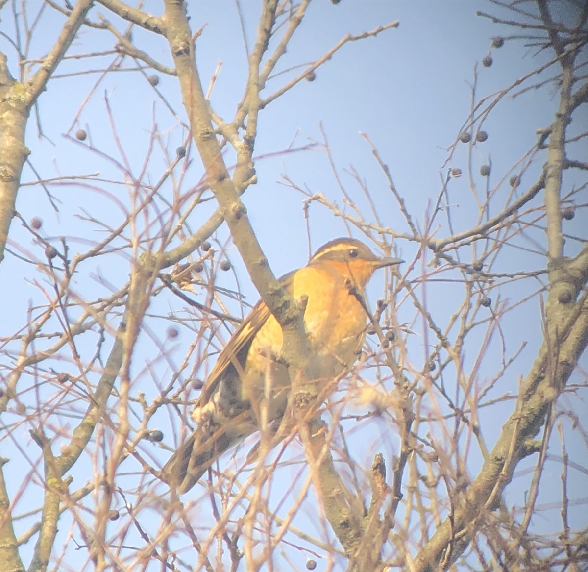 Varied Thrush - ML195224221