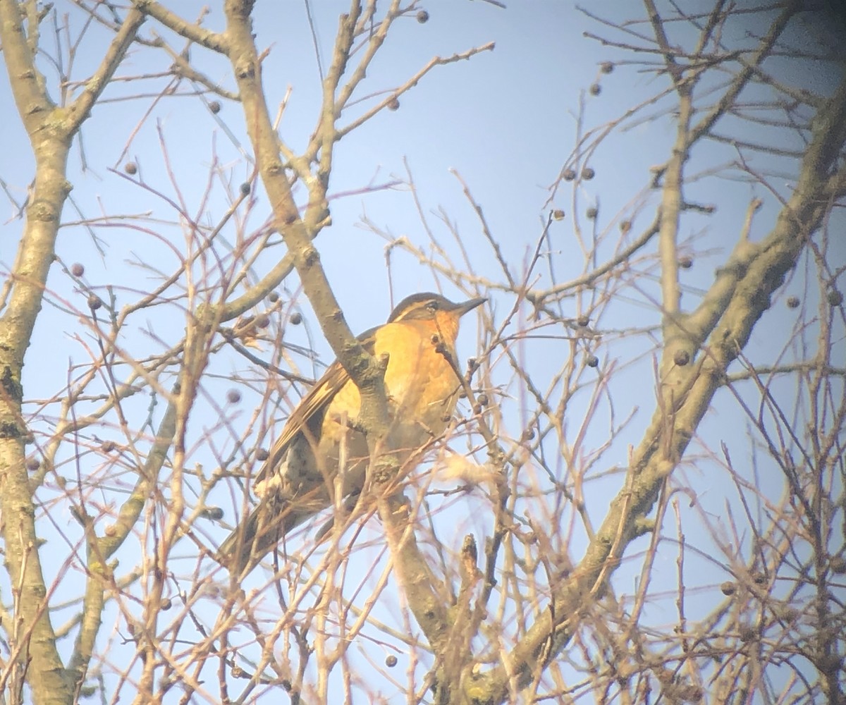 Varied Thrush - ML195224231