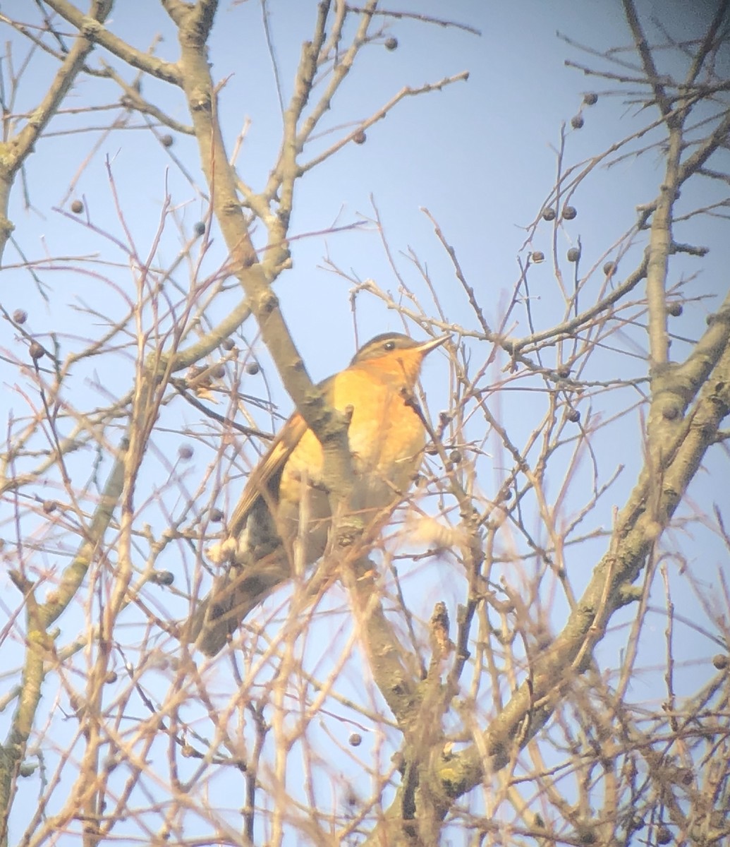 Varied Thrush - Carl Engstrom