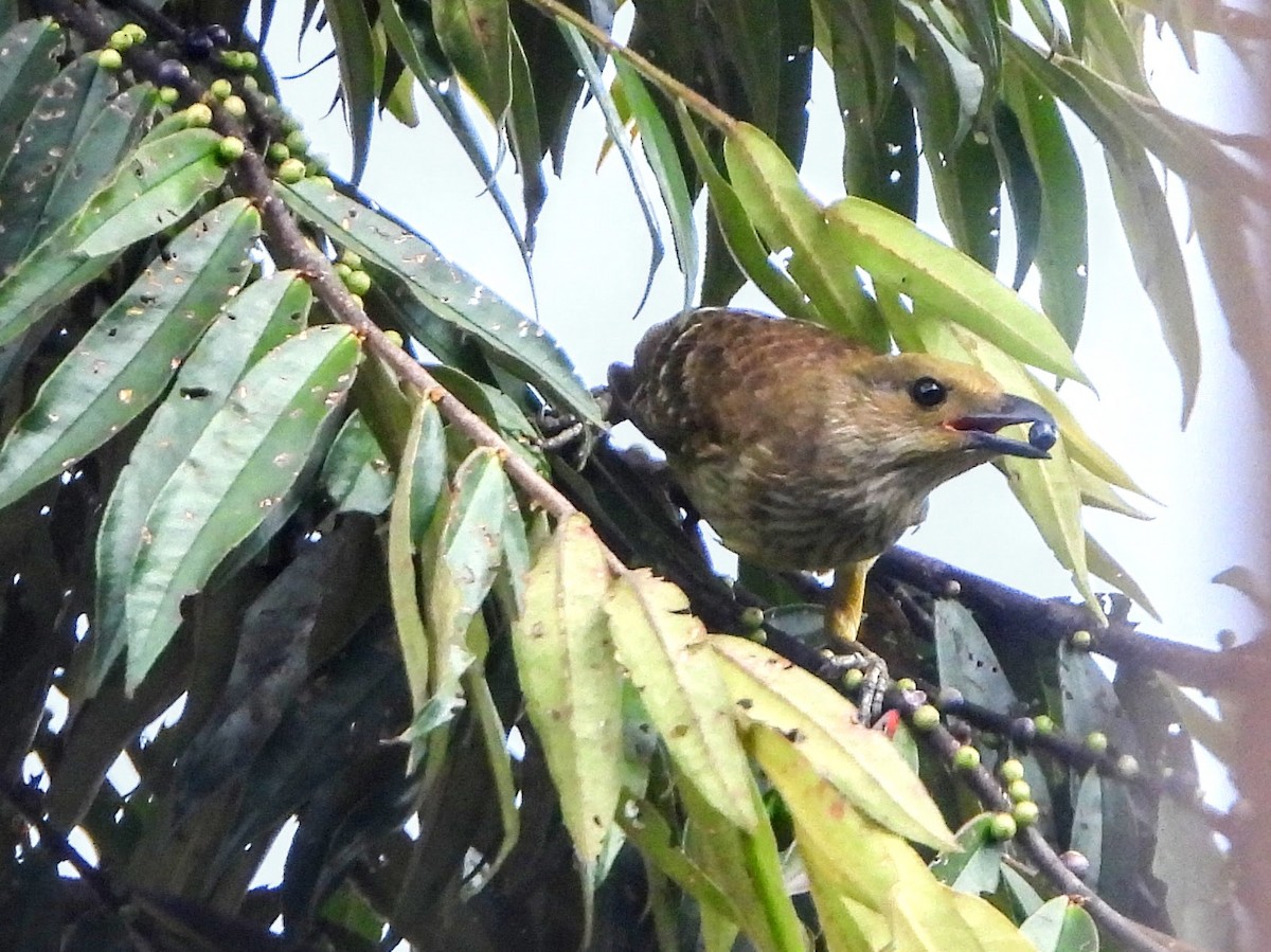 Yellow-breasted Bowerbird - ML195224461