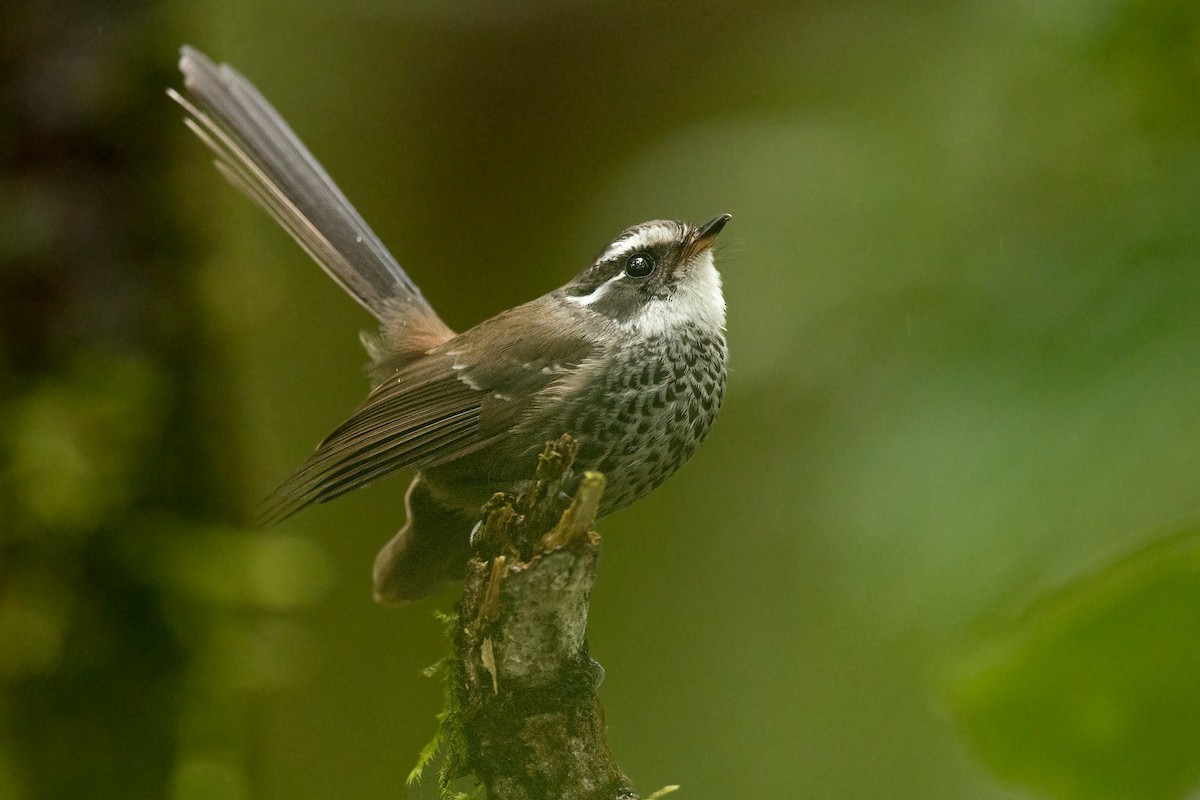 New Caledonian Streaked Fantail - ML195224501