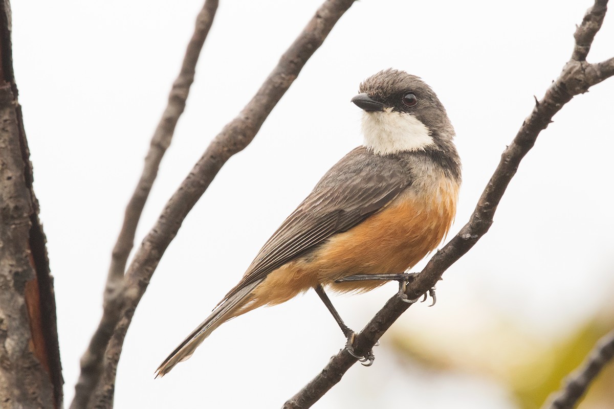 Rufous Whistler - David Irving