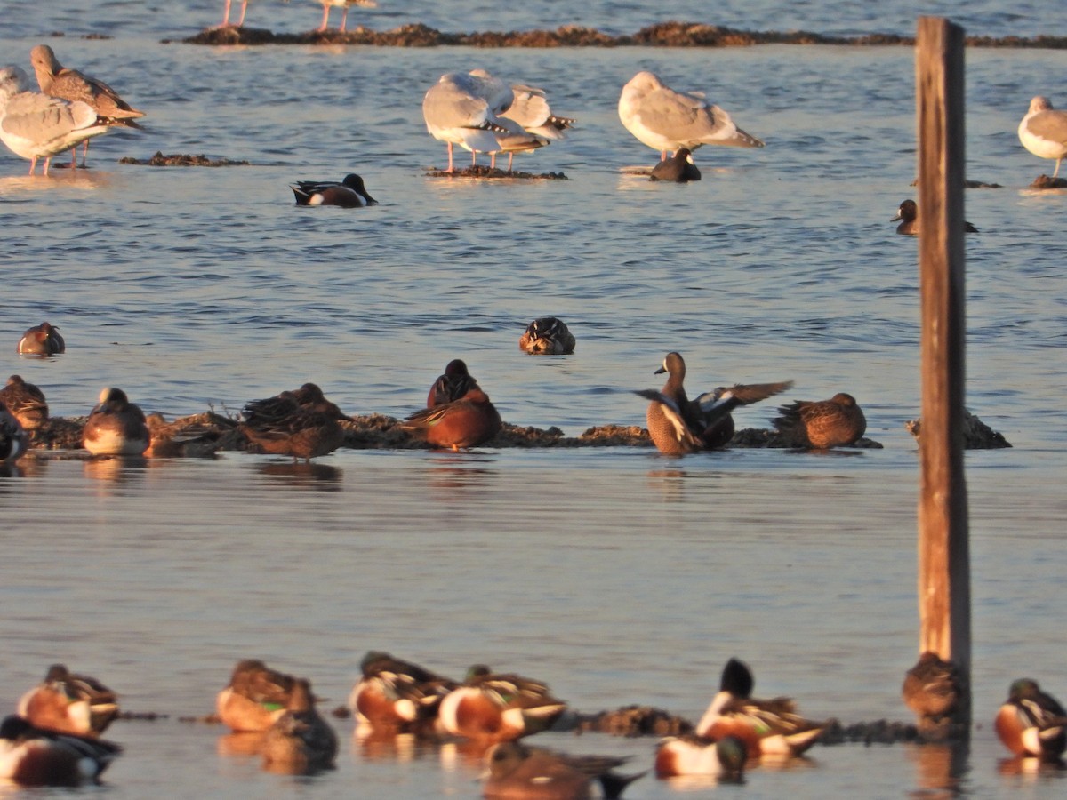 Blue-winged Teal - Bill Holland