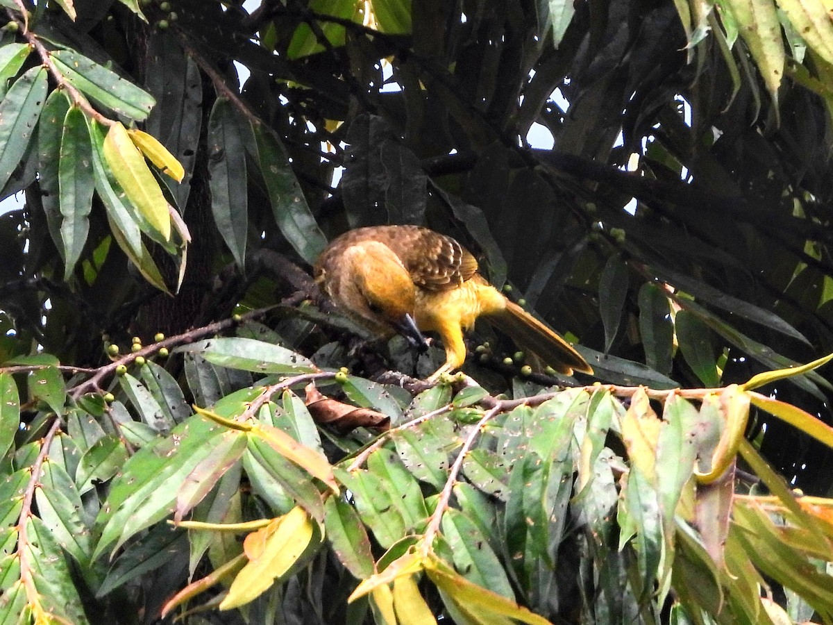 Yellow-breasted Bowerbird - ML195225441