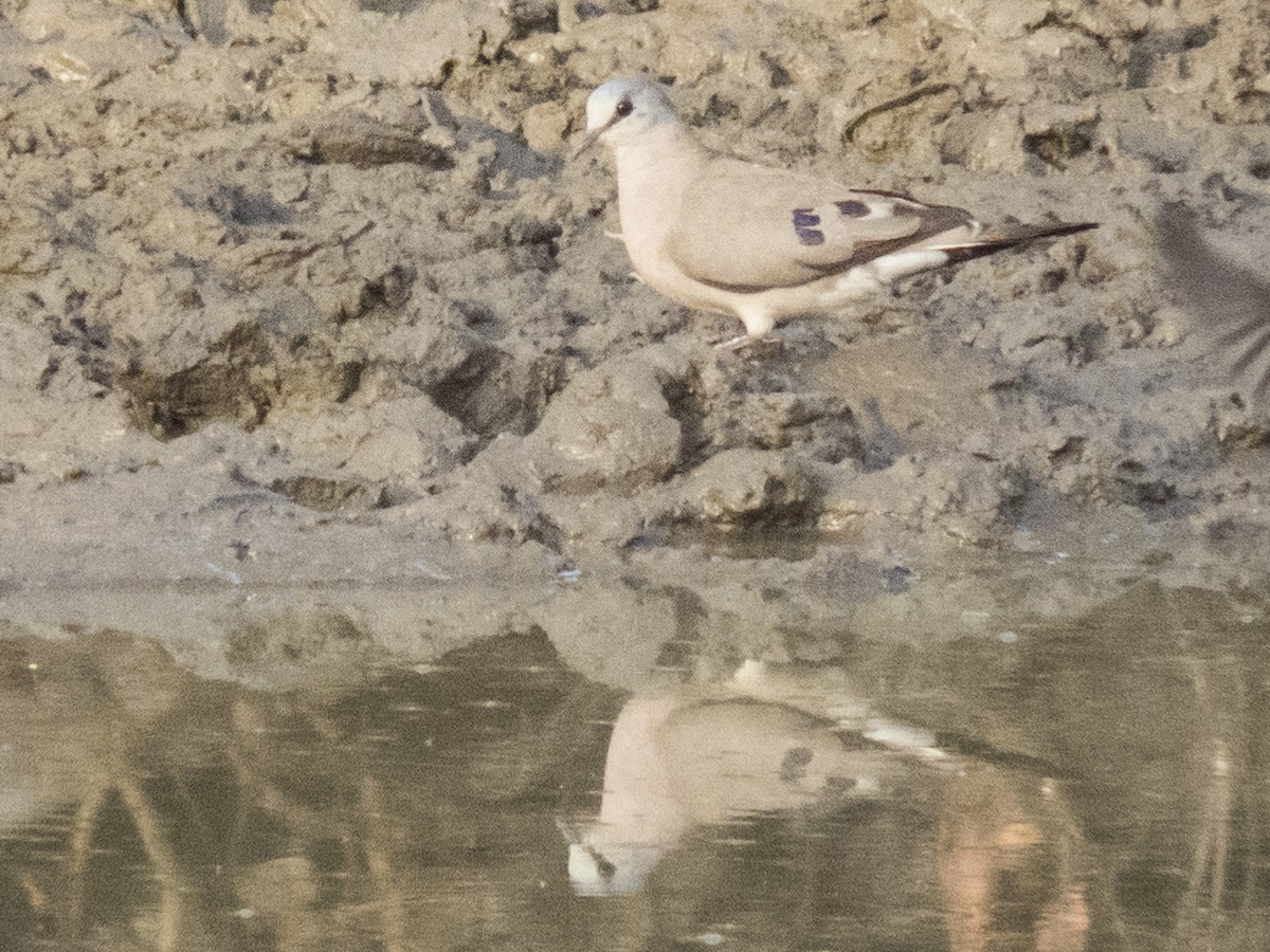 Black-billed Wood-Dove - ML195226361