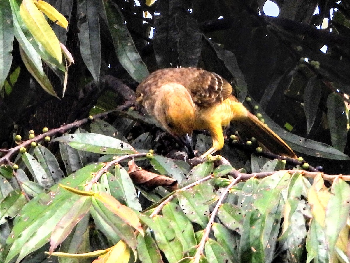 Yellow-breasted Bowerbird - ML195227281