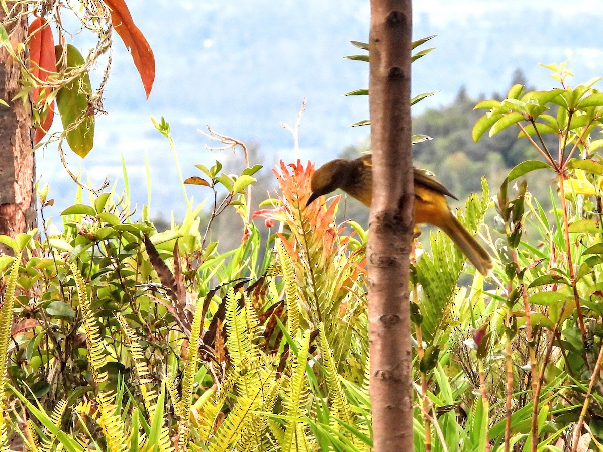 Yellow-breasted Bowerbird - ML195228601