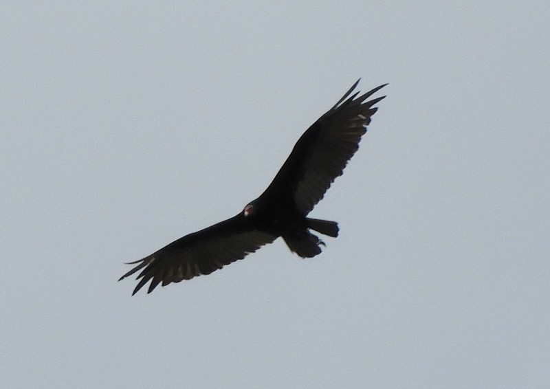 Turkey Vulture - ML195229721