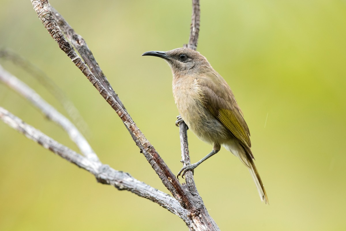 Dark-brown Honeyeater - ML195229841