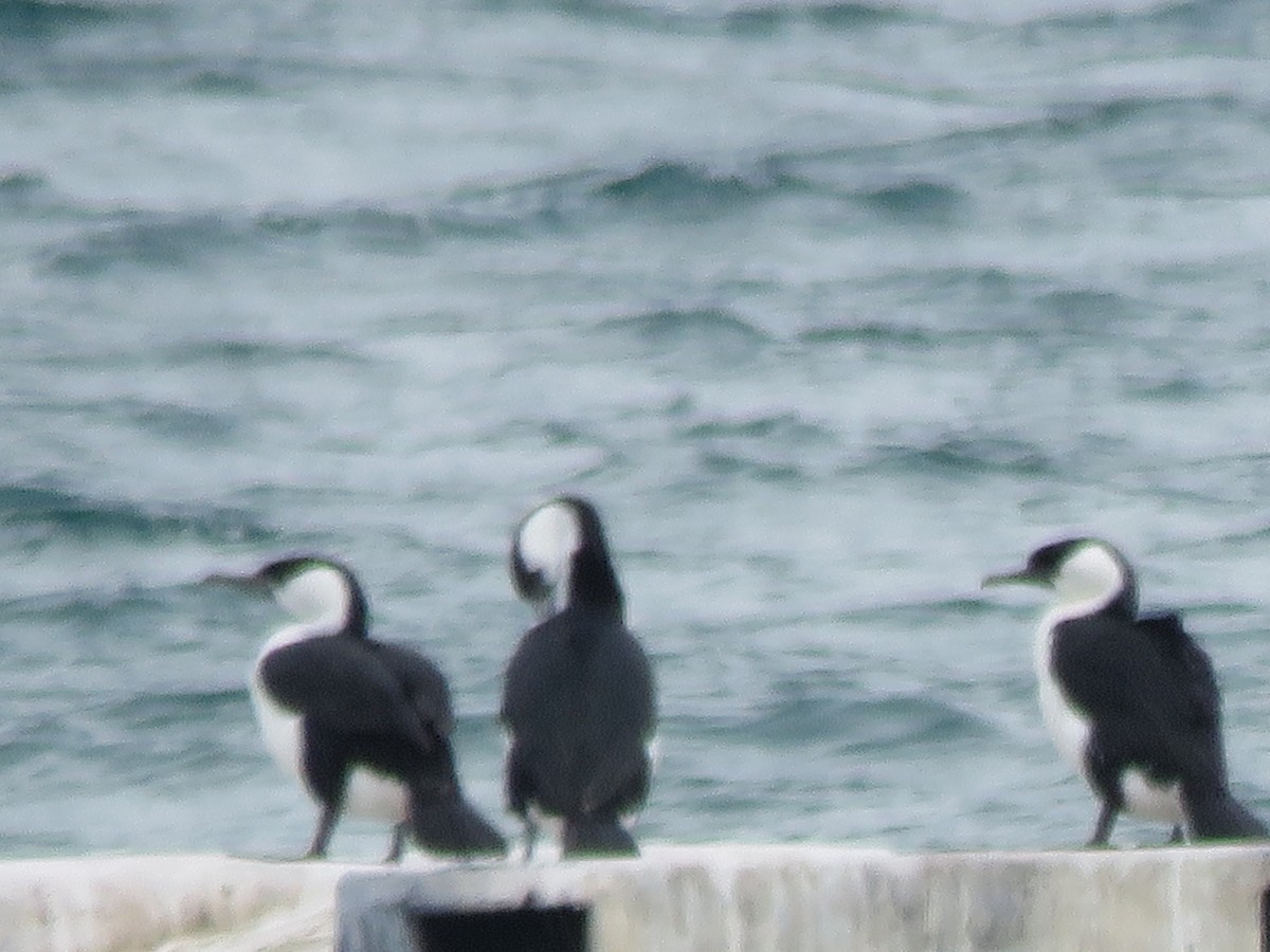 Black-faced Cormorant - ML195230201