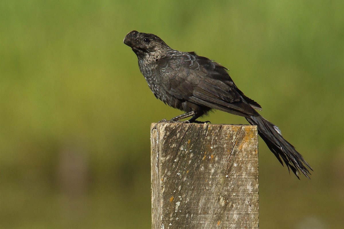 Smooth-billed Ani - ML195230211