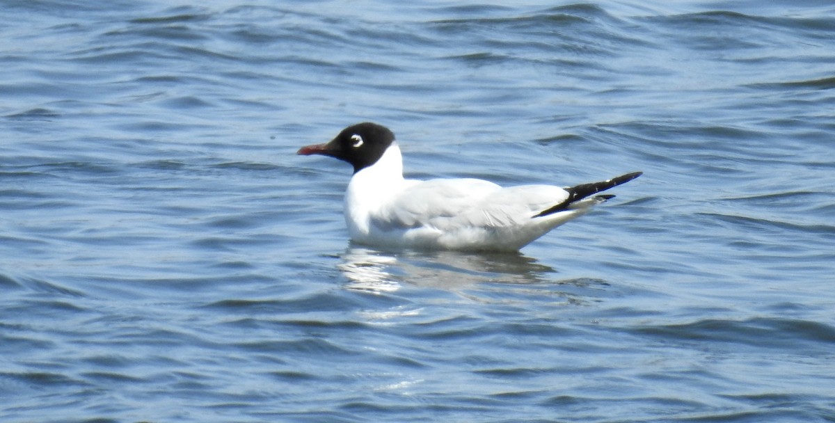 Gaviota Andina - ML195230611